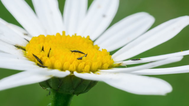 Трипсы ползают по цветку ромашки