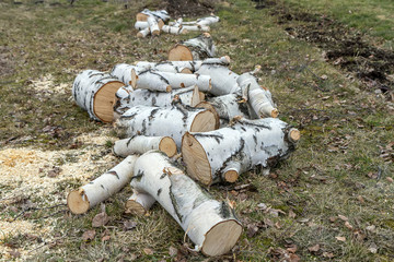 the sawn wood lying on the ground