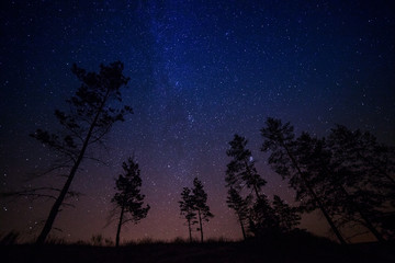 trees on a background of the night sky
