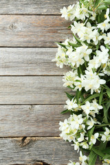 White flowers of jasmine on grey wooden background
