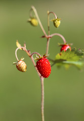 Delicious wild berry strawberry