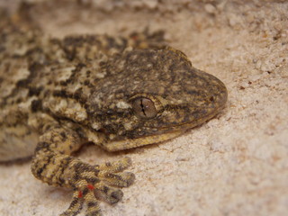 reptile