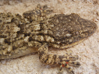 lezard