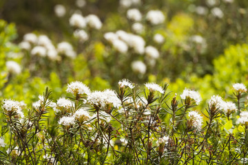 Wild Rosemary flowers in Finland