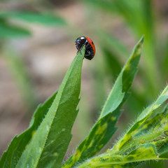 coccinelle