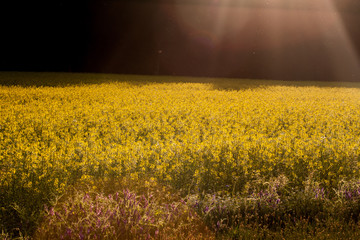 Senfblüten im Abendlicht