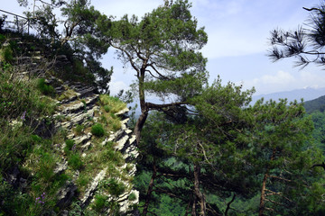 The trees grow beautifully on the rocks