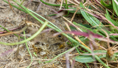gray mouse / A field mouse eating a green leaf 
