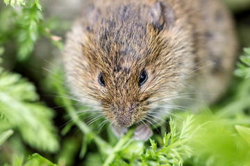 gray mouse / A field mouse eating a green leaf 