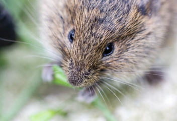 gray mouse / A field mouse eating a green leaf 