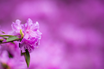 Rhododendron bloom in spring. Beautiful picture.