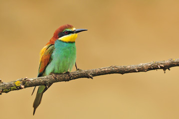 European bee eater
