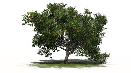 peach tree - isolated on white background