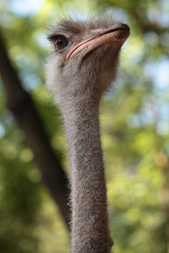 Ostrich with long neck