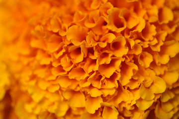 Colorful orange flower