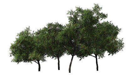 peach trees - isolated on white background