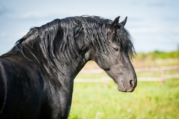 Obraz na płótnie Canvas Portrait of beautiful black friesian stallion
