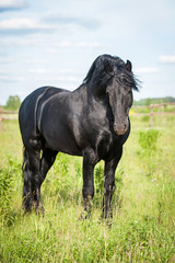 Beautiful black friesian stallion on the field