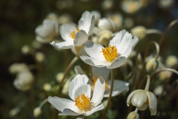 Flowers white anemones 