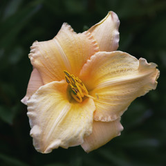 Lily flower on dark background