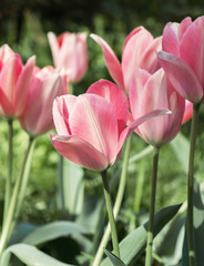 Flowers pink tulips 
