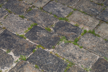 Grass between stones. Brick road with grass and moss