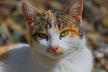 white cat portrait