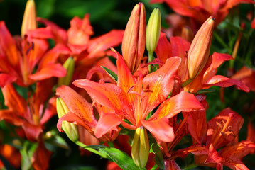 Fototapeta na wymiar Beautiful orange lilies in the garden