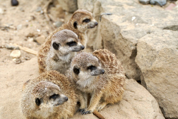Family meerkat on the look out
