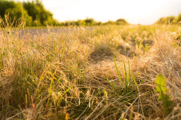 Grass beside the road, backlit