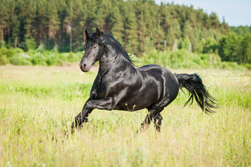 Obraz na płótnie Canvas Beautiful black friesian stallion running on the field in summer
