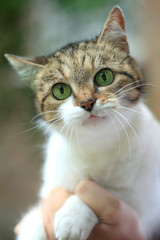 Fototapeta premium green eyed cat