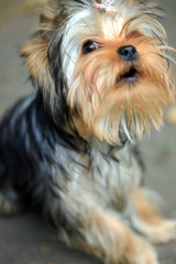 Yorkshire terrier