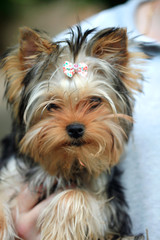 Naklejka premium Yorkshire terrier