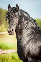 Obraz premium Portrait of beautiful black friesian stallion