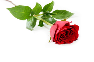 Red rose isolated on white background.