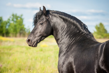 Obraz na płótnie Canvas Portrait of beautiful black friesian stallion