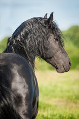 Portrait of beautiful black friesian stallion looking back