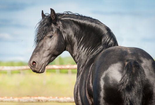 Portrait of beautiful black friesian stallion looking back