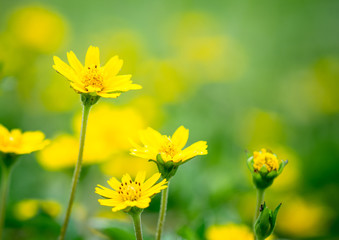 Yellow flower for use as background