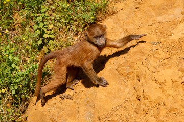 Young Guinea baboon in a state of freedom