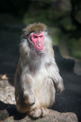 red faced monkey