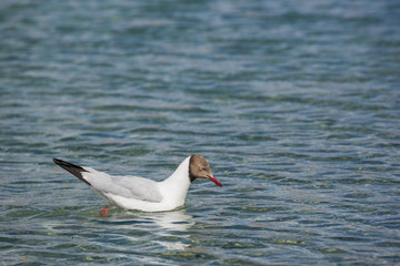 Brown-headed gulls at Pangong Lake in Ladakh,India.