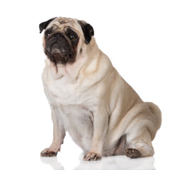 pug dog sitting on white