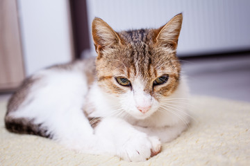 relaxing cat