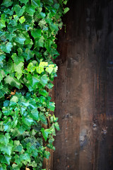 Ivy growing on old doors