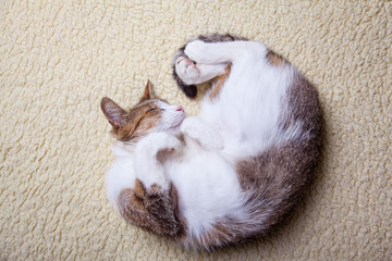relaxing cat