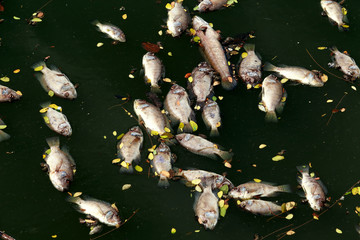 Fototapeta premium dead fish floated in the dark water, water pollution