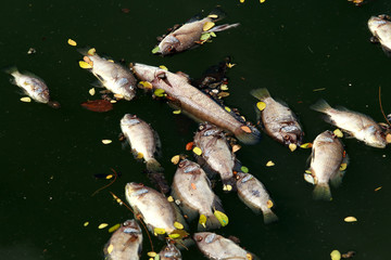 dead fish floated in the dark water, water pollution