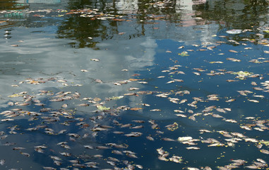dead fish floated in the dark water, water pollution
